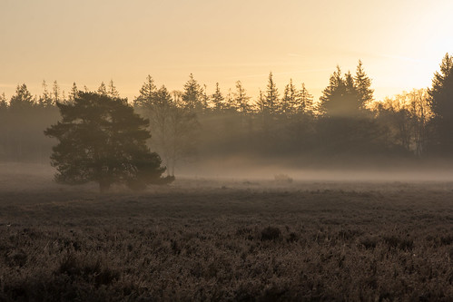sunrise zonsopgang nevel mist sunbeam morning ochtend veluwe loenermark