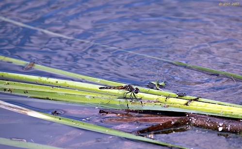 bluedasher containmentpond dragonfly female insect nature naturewalk pachydiplaxlongipennis sterlingridge texas thewoodlands viewsoftexas zeesstof