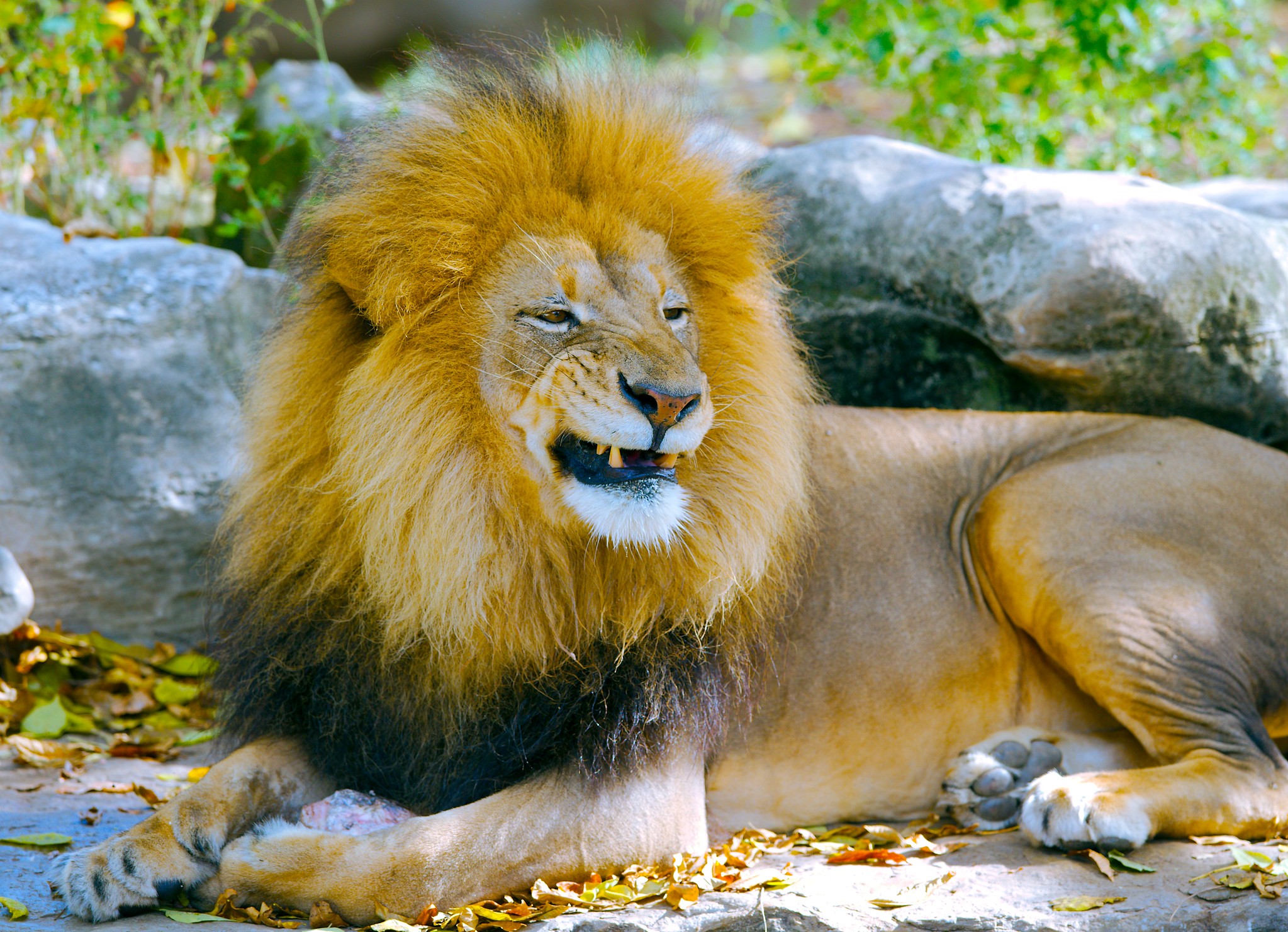 African Lion_7
