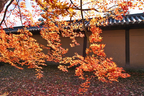 【写真】2012 紅葉 : 東寺/2021-09-01/IMGP8378