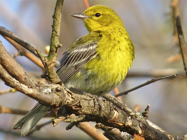 Pine Warbler at Ewing Park in Bloomington, IL 43