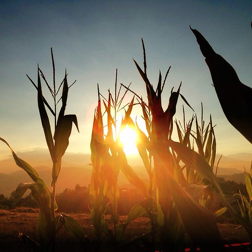 sunset countryside corn tramonto country bucolic simplelife montedirosara