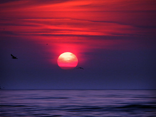 sunset sea sun holland netherlands dutch birds night tramonto mare cloudy scheveningen seagull nederland northsea