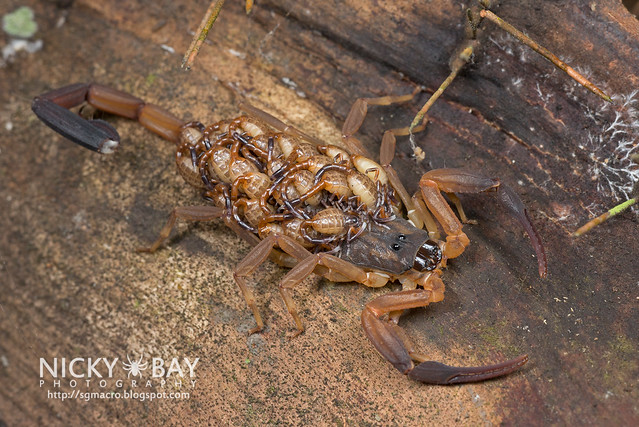 Scorpion with babies - DSC_3826