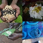 Validated Medicinal Rice Formulations for Diabetes and Cancer Complications and Revitalization of Pancreas (TH Group-133) from Pankaj Oudhia’s Medicinal Plant Database