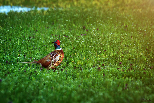 sunset bird nature nikon colorful hungary sigma 70300mm andrás phasianus colchicus pásztor d5100