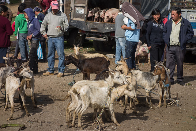 Otavalo Animal Market in Ecuador