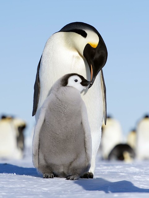 Emperor Penguins | Flickr - Photo Sharing!