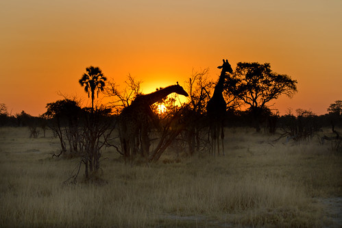 botswana okavangodelta giraffacamelopardalisangolensis sunset russellscottimages