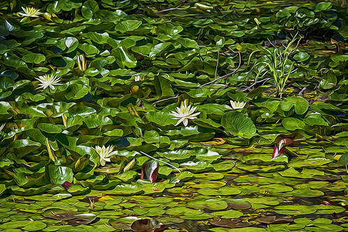 landscape pond waterlilies lilypads oilpainting