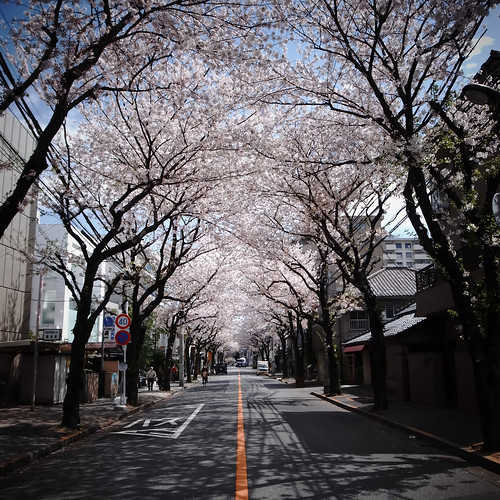 Sakura road