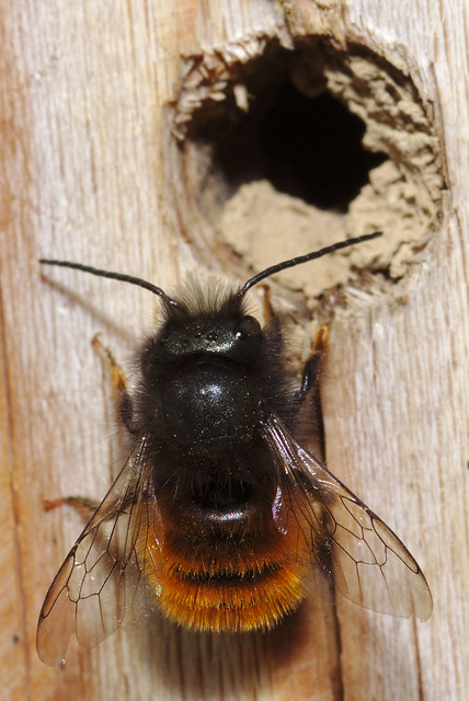 Mason bee at her future home