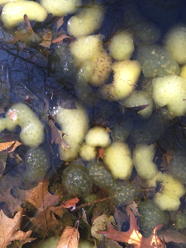 bedfordcnhi bedfordcounty vernalpools sgl41 spring spottedsalamander ambystomamaculatum eggmasses
