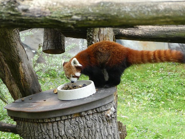 Roter Panda, Zoo Karlsruhe