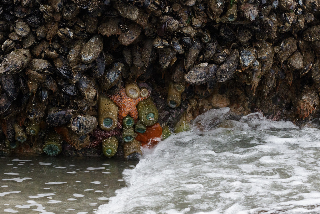 The incoming tide washes over starfish, anemones, and mussels