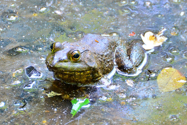 ウシガエル (American Bullfrog)