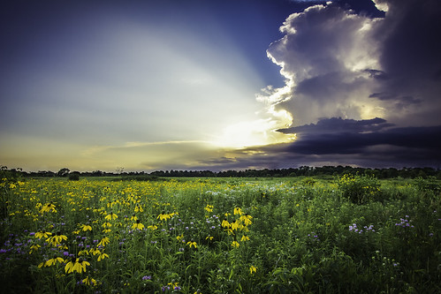 flowers sunset summer storm green field clouds canon day hdr 1022 60d