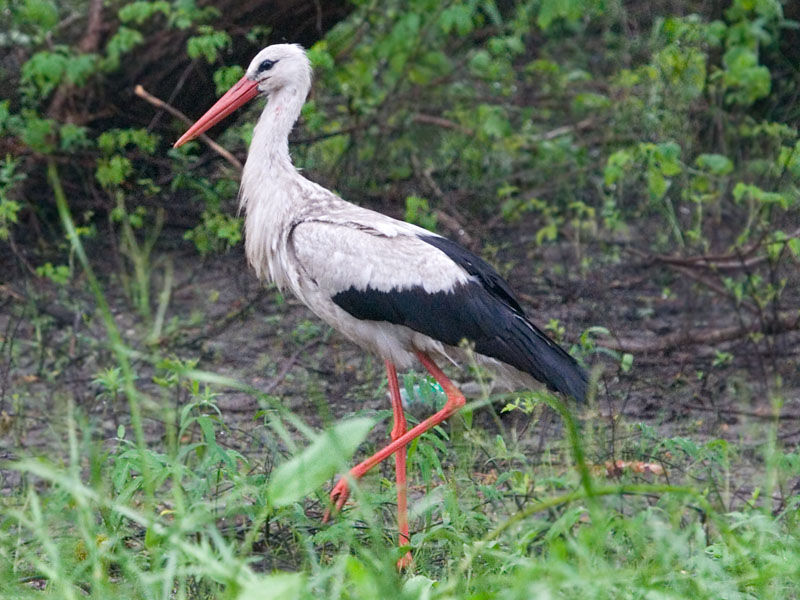 Photograph titled 'White Stork'