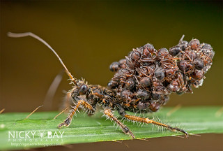 Ant-Snatching Assassin Bug (Acanthaspis sp.) - DSC_0750