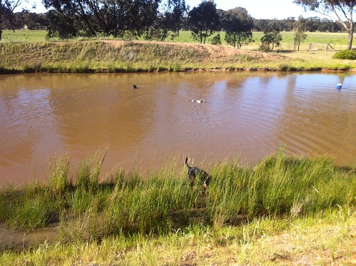 dogs water swimming dam australian coolie koolie kelpies