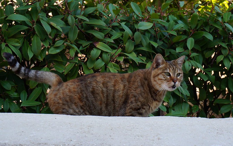 Stray-Cats-Istanbul-(11)