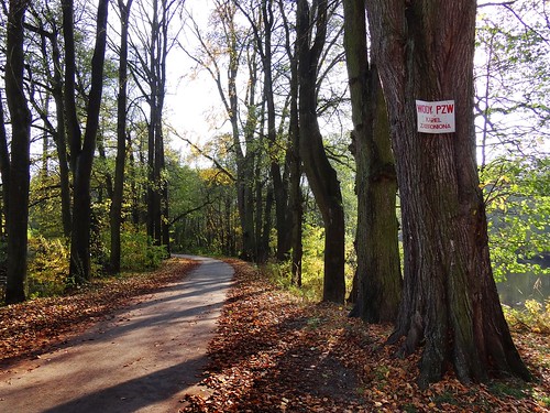 road autumn trees shadow sun green fall nature sunshine path poland polska sunny natura jesień przyroda talar