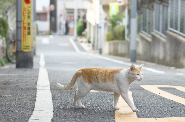 東京路地裏散歩 谷中のネコ 2014年3月29日