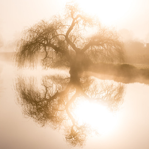 dawn pond reflection tree