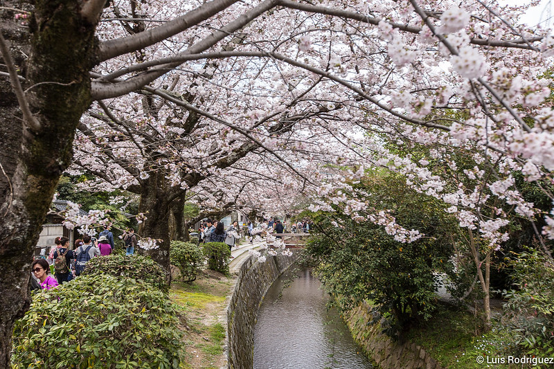 Camino de la filosofía en Kioto, en el itinerario de cerezos en flor