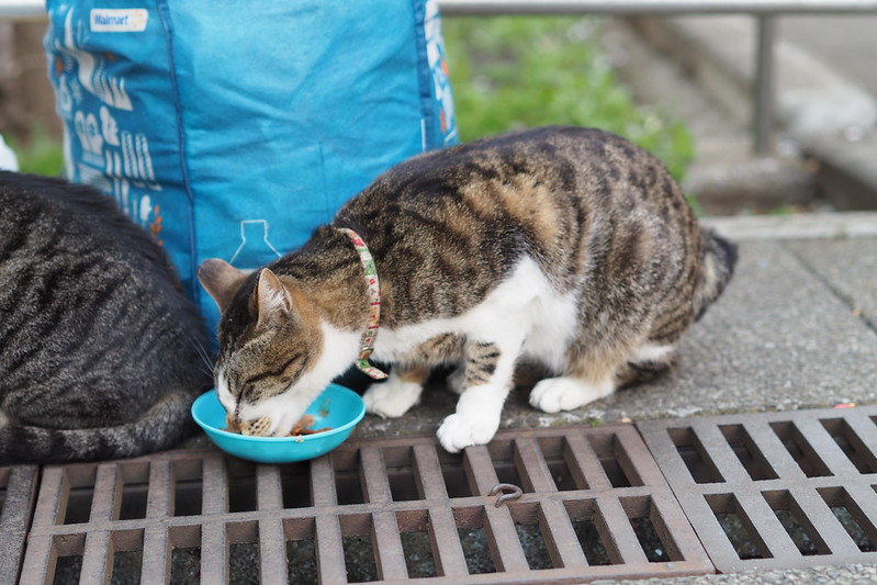 東池袋中央公園の猫。ご飯を食べるキジ虎2号。