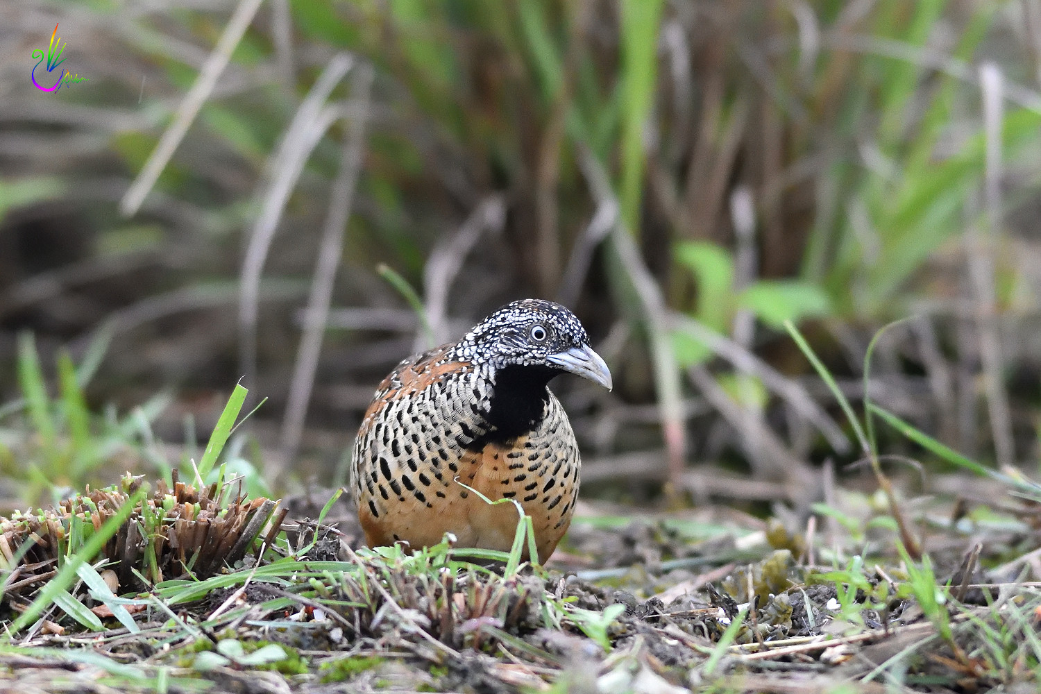 Barred_Buttonquail_2107