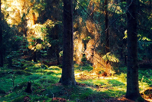 forest woods sweden småland skog tolg kråkerås källreda