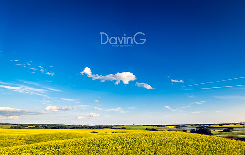 blue summer sky panorama canada beautiful field yellow rural 35mm canon landscape panoramic davin alberta crop vegetation yield canola gegolick davingphotography