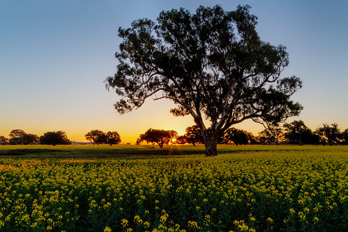 sunset australia melbourne canola greenvale