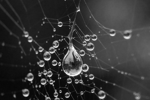 Indra's pearls - Water droplets in a spider web 1