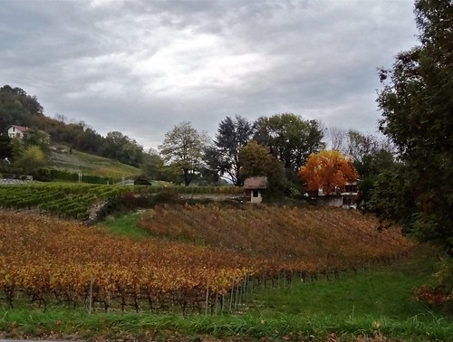 autumn france fall automne geotagged vineyard europe fallcolors chambéry savoie vignes couleursdautomne fallcolours lesmarches michelemp lacdesaintandré geo:lat=45491481196037455 geo:lon=5984102726506535