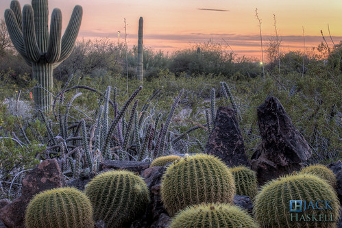 sunset arizona cactus phoenix cacti garden botanical desert saguaro botanicalgarden hdr desertbotanicalgarden barrelcactus bdg jhaskellus jhaskell jackhaskell jackhaskellphotography