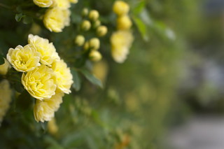 Yellow flowers.