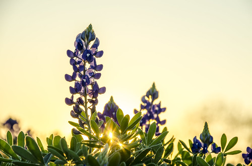 bluebonnets texasbluebonnets wildflower spring