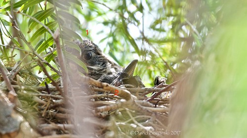 nest roadrunner