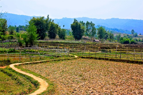 a path between rice paddies