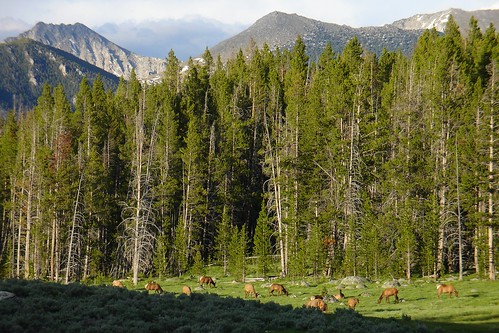 sunset summer sun mountains june spring montana elk pioneer herd