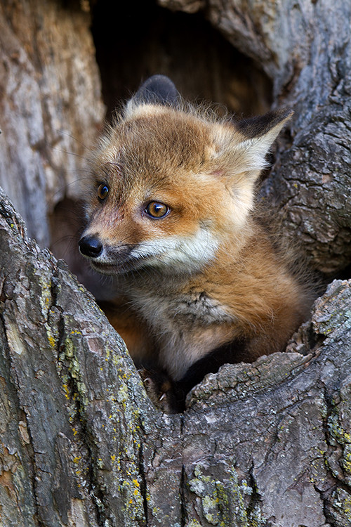 Red fox baby | June 21, 2013, Explore - best position #29 Th… | Flickr