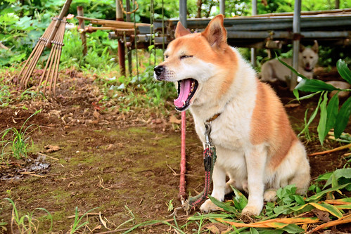 Japan Dog, Bush to Yawn