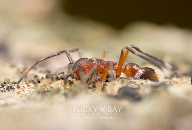 Ant-Like Sac Spider (Aetius sp.) - DSC_2254