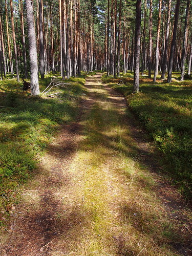 summer forest estonia hike lahemaa