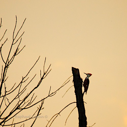 handheld pileatedwoodpecker slta77vq 70400gssmsony raphaelkopanphotography