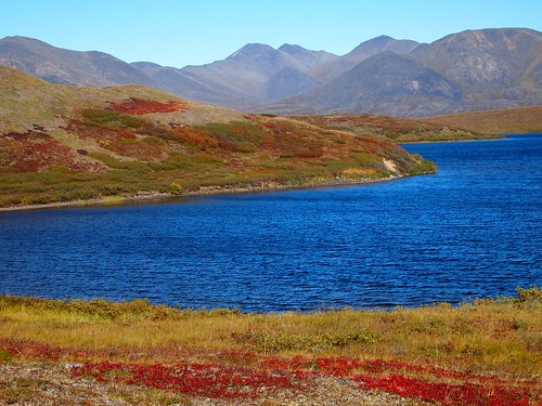 autumn mountain lake plant alaska landscape national backcountry preserve tundra brooksrange noat noatak noataknationalpreserve northwestalaska niguriverdrainage itivliklake