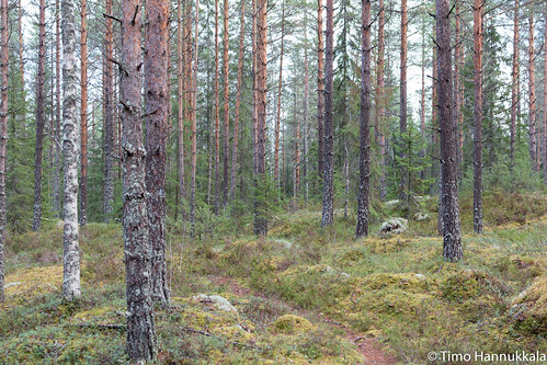 autumn nature forest finland nikon fi recreation orivesi pirkanmaa d7100