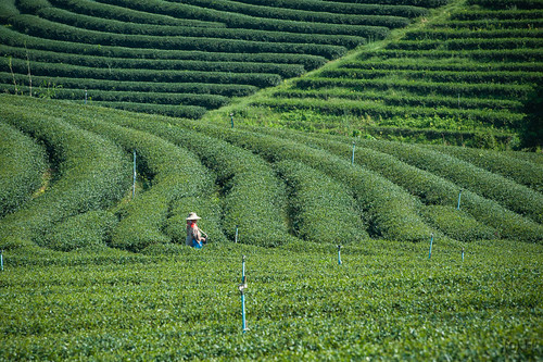 thailand harvest teaplantation chiangrai oolongtea chaingrai maesalongnai